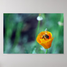 Poppy and Bee Poster
