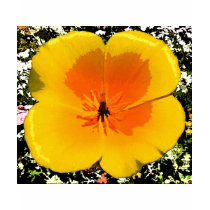 Poppy Apparel Tee Shirt