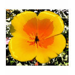 Poppy Apparel T-shirt