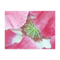 Poppy Awakening postcards by slumbering Poppy Awakening postcards