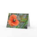 POPPY BIRTHDAY cards by curiouskiwi POPPY BIRTHDAY cards