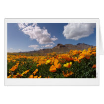 Poppy Bloom - El Paso, Texas cards