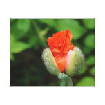 Poppy Bloom - Jamiol's Art Flowers Collection canvas prints