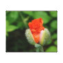 Poppy Bloom - Jamiol's Art Flowers Collection Canvas Print