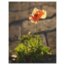 Poppy blooming