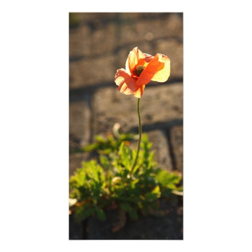 Poppy blooming photo greeting card