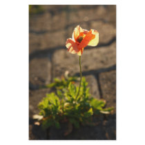 Poppy blooming