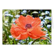 Poppy cards
