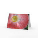 Poppy cards by stucker111 Poppy cards