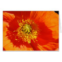 Poppy cards by peterspooner Poppy cards