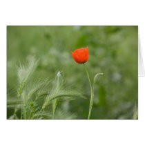 Poppy cards