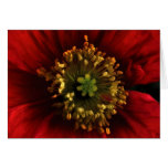 Poppy Card