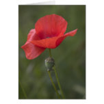 Poppy. Card by cARTerART