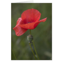 Poppy. Card by cARTerART