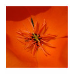 Poppy Center Tee Shirts