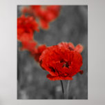 Poppy Comet Poster