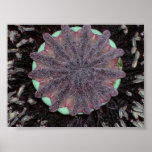 Poppy detail poster