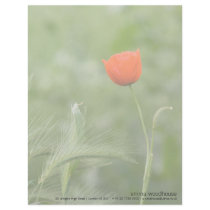 Poppy DSC2632 Letterhead Template