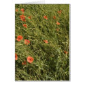 Poppy Field cards