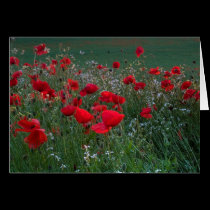 Poppy Field cards