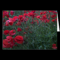 Poppy Field cards