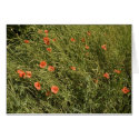 Poppy Field cards