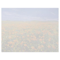 Poppy field  flowers letterhead
