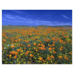 Poppy field flyers