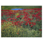 Poppy field, Middle Atlas, Morocco at the Cornish flyers