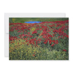 Poppy field, Middle Atlas, Morocco at the Cornish Custom Invites