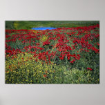 Poppy field, Middle Atlas, Morocco at the Cornish Poster