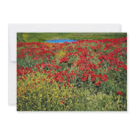 Poppy field, Middle Atlas, Morocco  flowers Announcement