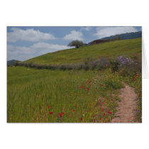Poppy field path cards by pshaw_photo Poppy field path cards