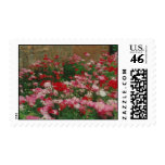 Poppy Field postage
