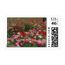 Poppy Field postage