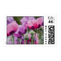 Poppy Field Postage Stamp