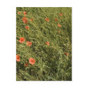 Poppy Field postcards