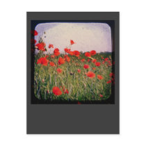 Poppy Field Post Cards
