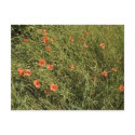 Poppy Field postcards
