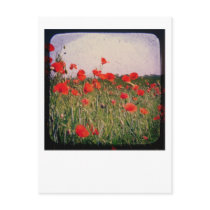 Poppy Field Postcard