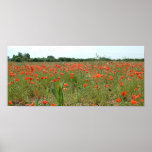 Poppy Field posters