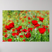 poppy field poster