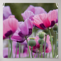 Poppy Field Poster
