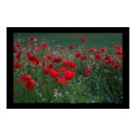 Poppy Field. Poster by cARTerART posters by cARTerART Poppy Field. Poster by cARTerART posters