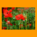 Poppy Field Poster Print