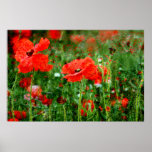 Poppy Field Poster Print