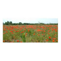 Poppy Field posters by plasticcustard Poppy Field posters