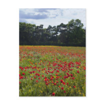 Poppy Fields I postcard