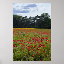 Poppy Fields I print