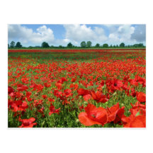 Poppy Fields Postcard